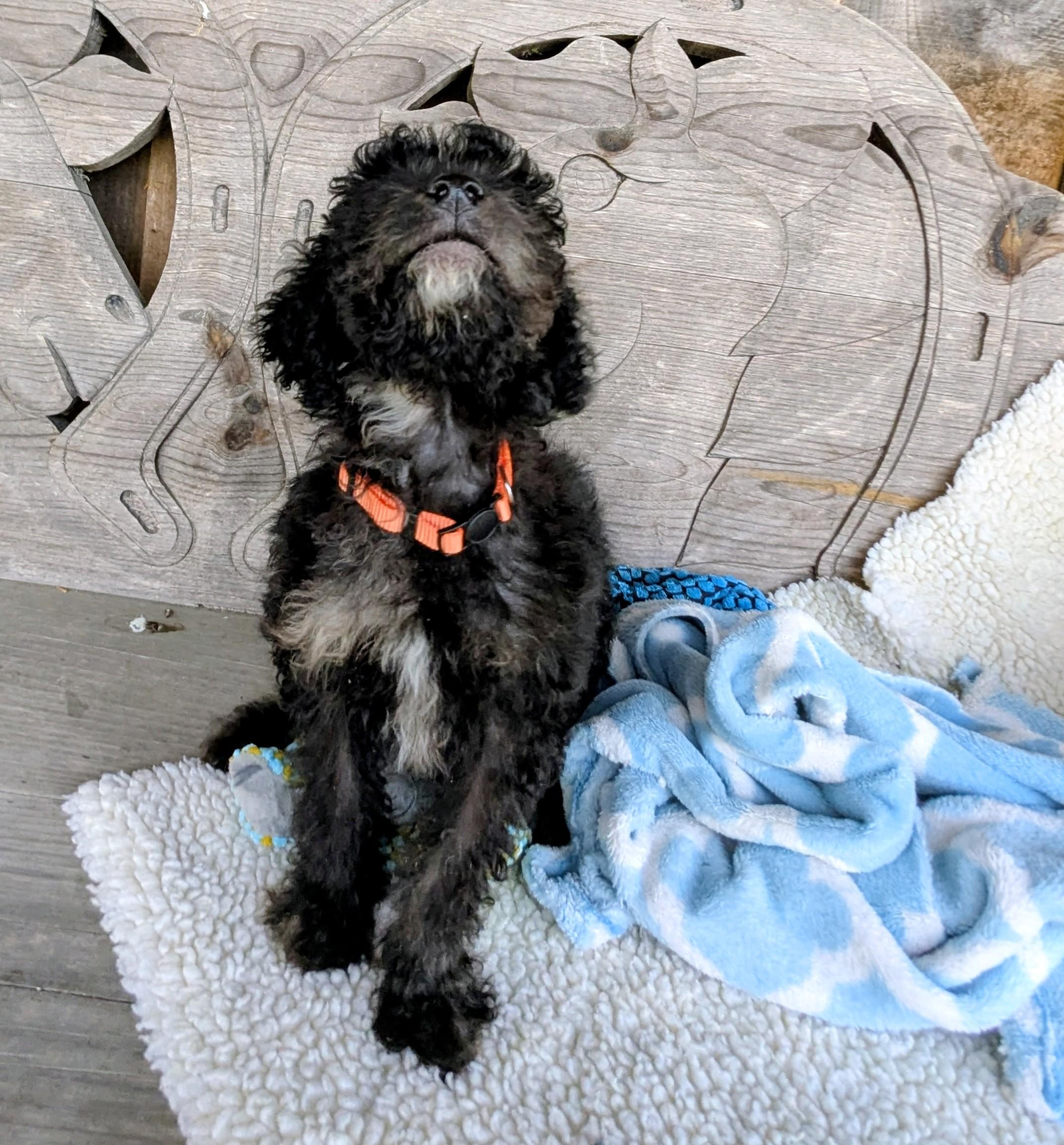 Amoco, Adopted, Young Male Labrador Retriever & Miniature Poodle.
