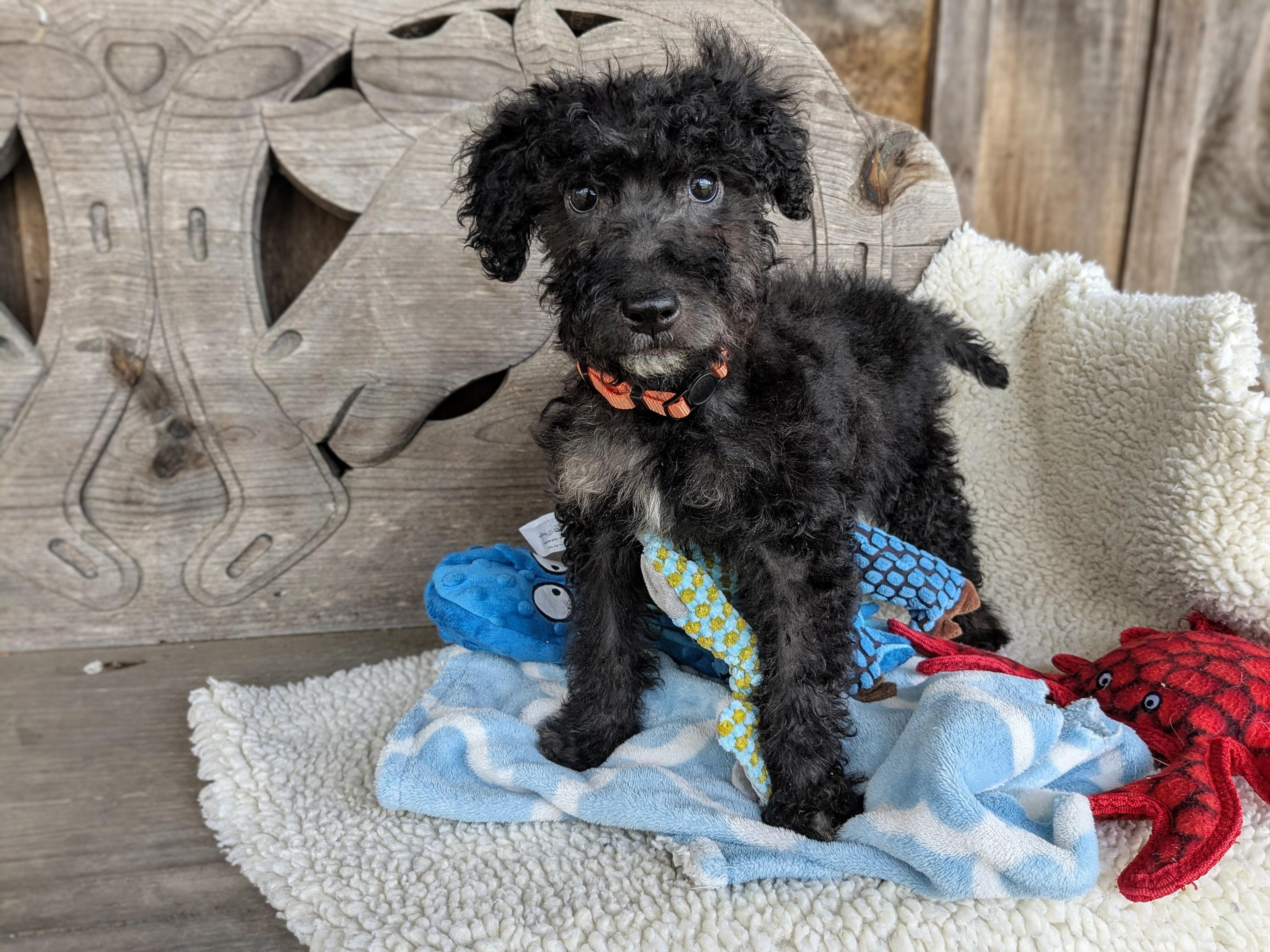 Amoco, a Adopted mixed breed in Richmond, KY image 4/5
