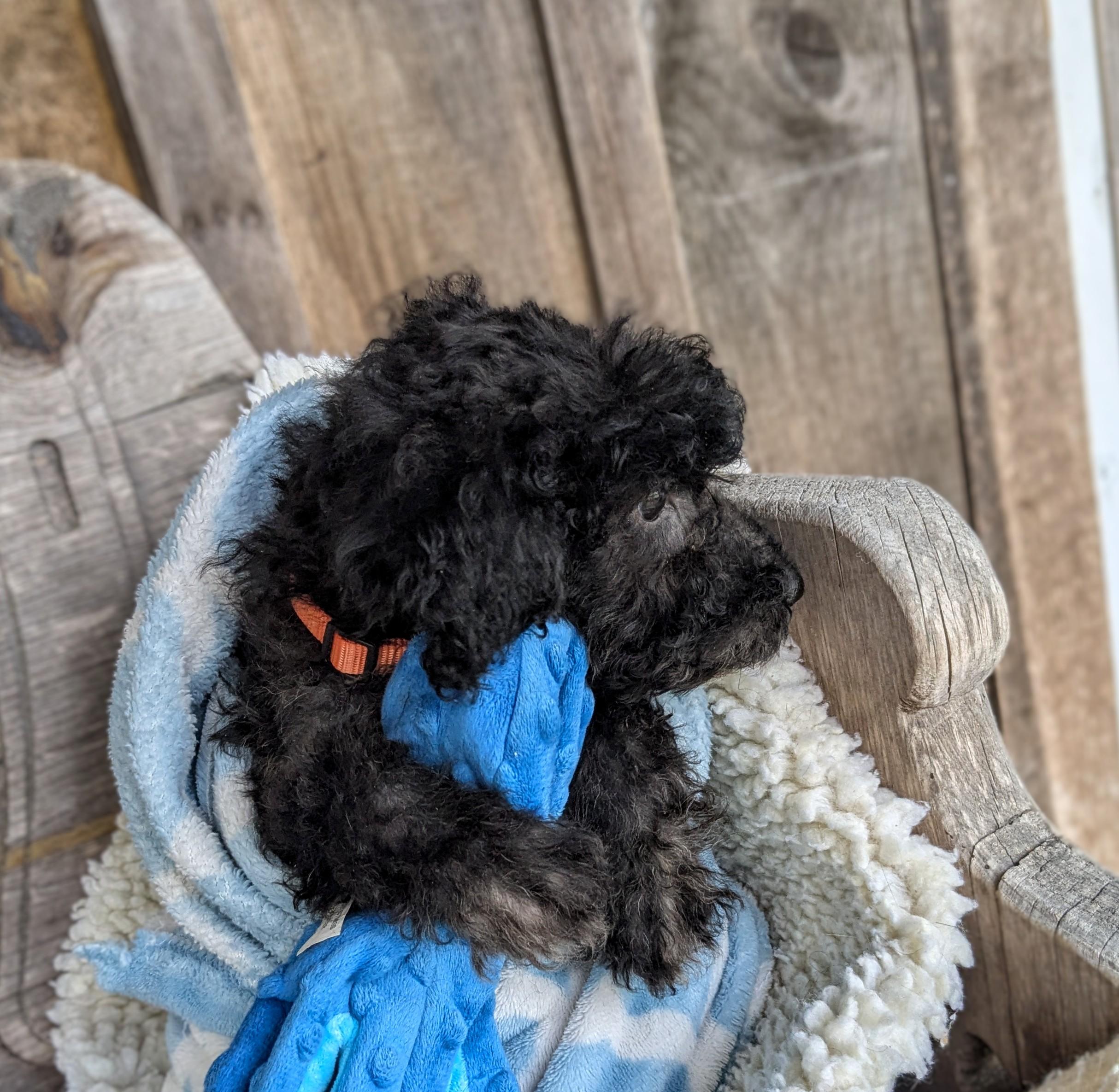 Amoco, a Adopted mixed breed in Richmond, KY image 5/5