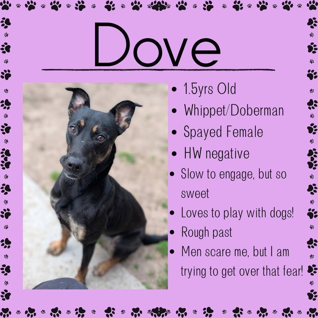 Enlarge Dove, a ADOPTABLE mixed breed in Junction City, KS image 1/1