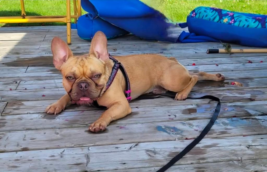 Arno, Adoptable, Young Male French Bulldog.