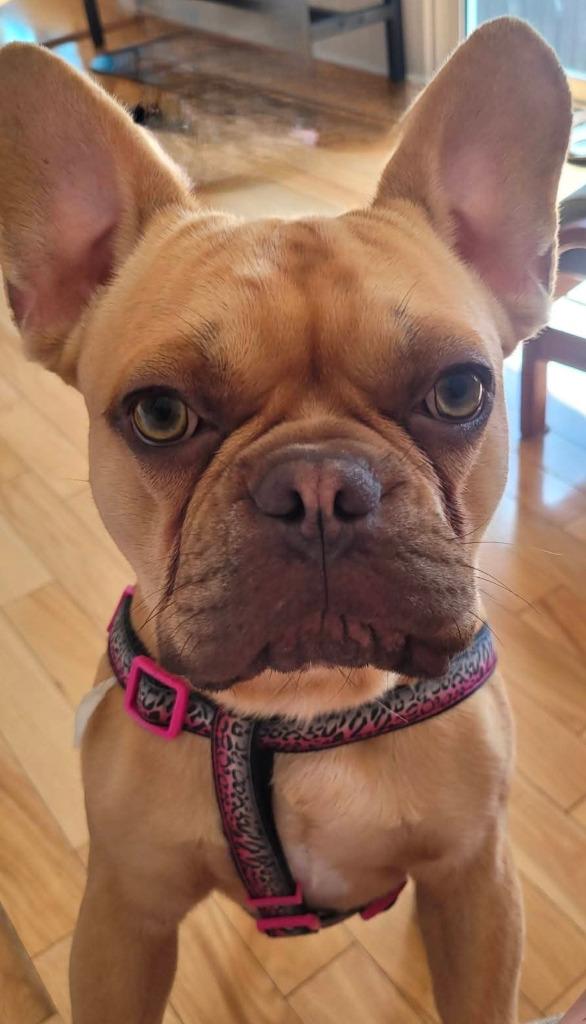 Arno, a Adoptable French Bulldog in Toronto, ON image 2/6