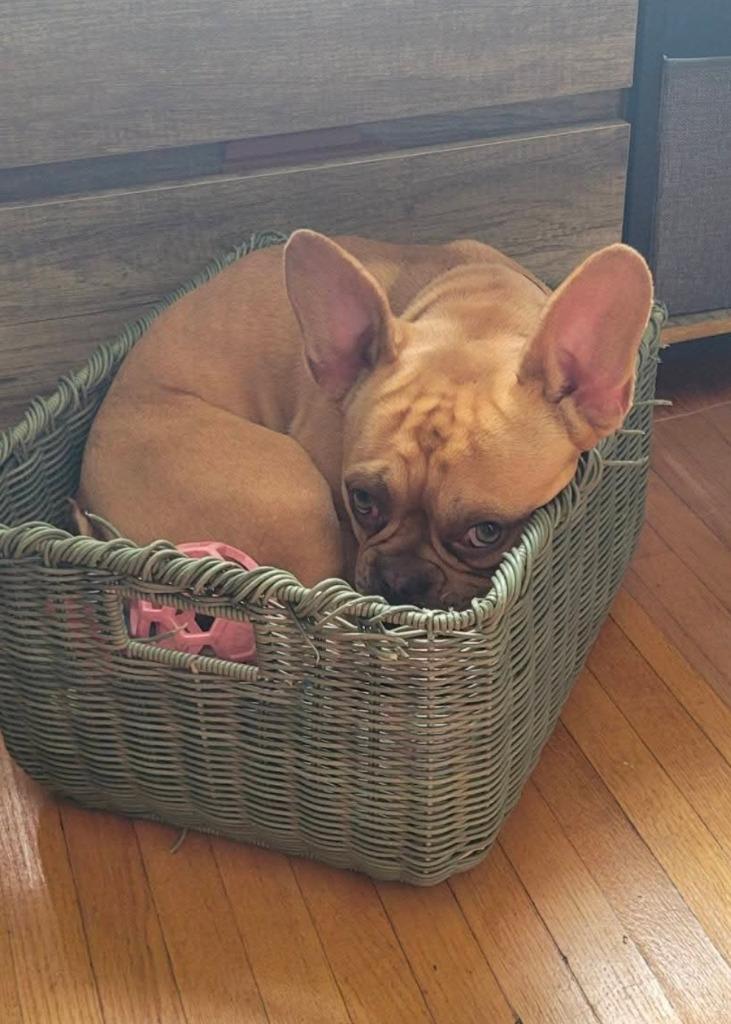 Arno, a Adoptable French Bulldog in Toronto, ON image 3/6