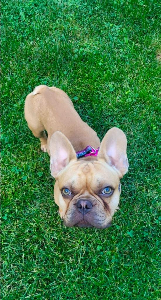 Arno, a Adoptable French Bulldog in Toronto, ON image 4/6