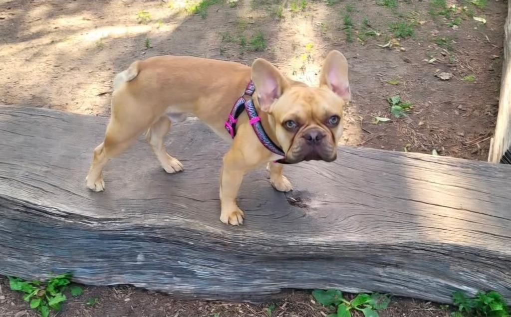 Arno, a Adoptable French Bulldog in Toronto, ON image 5/6
