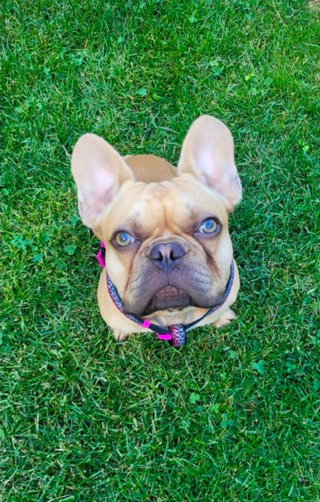 Arno, a Adoptable French Bulldog in Toronto, ON image 6/6