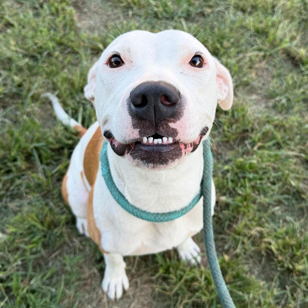 Aspen, Adoptable, Adult Female Pit Bull Terrier.
