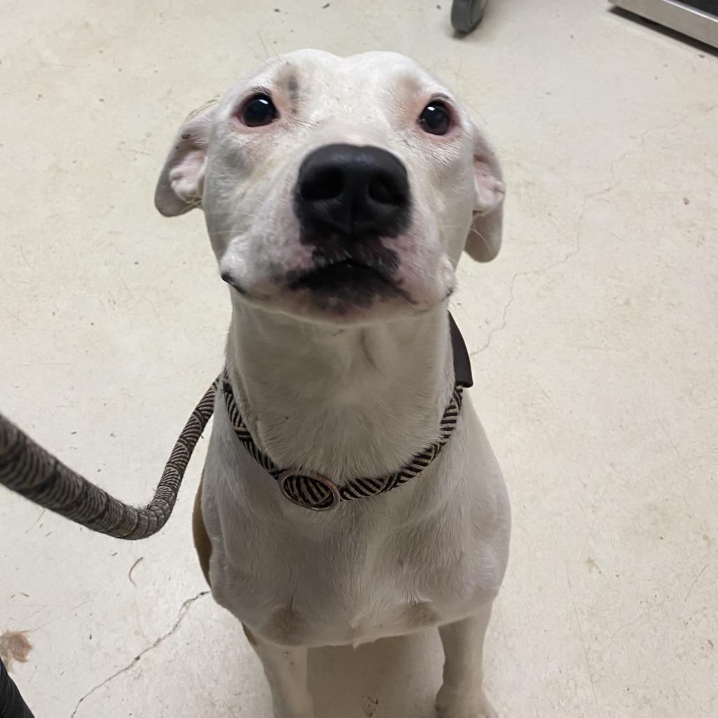Enlarge Aspen, a Adoptable Pit Bull Terrier in Stillwater, OK image 2/2