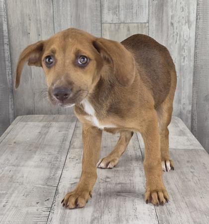 Winky, Adoptable, Adult Female Terrier & Mixed Breed.