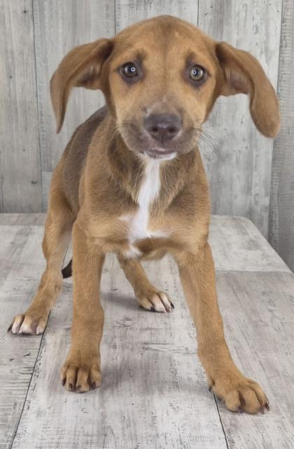Enlarge Winky, a Adoptable mixed breed in Shreveport, LA image 2/2