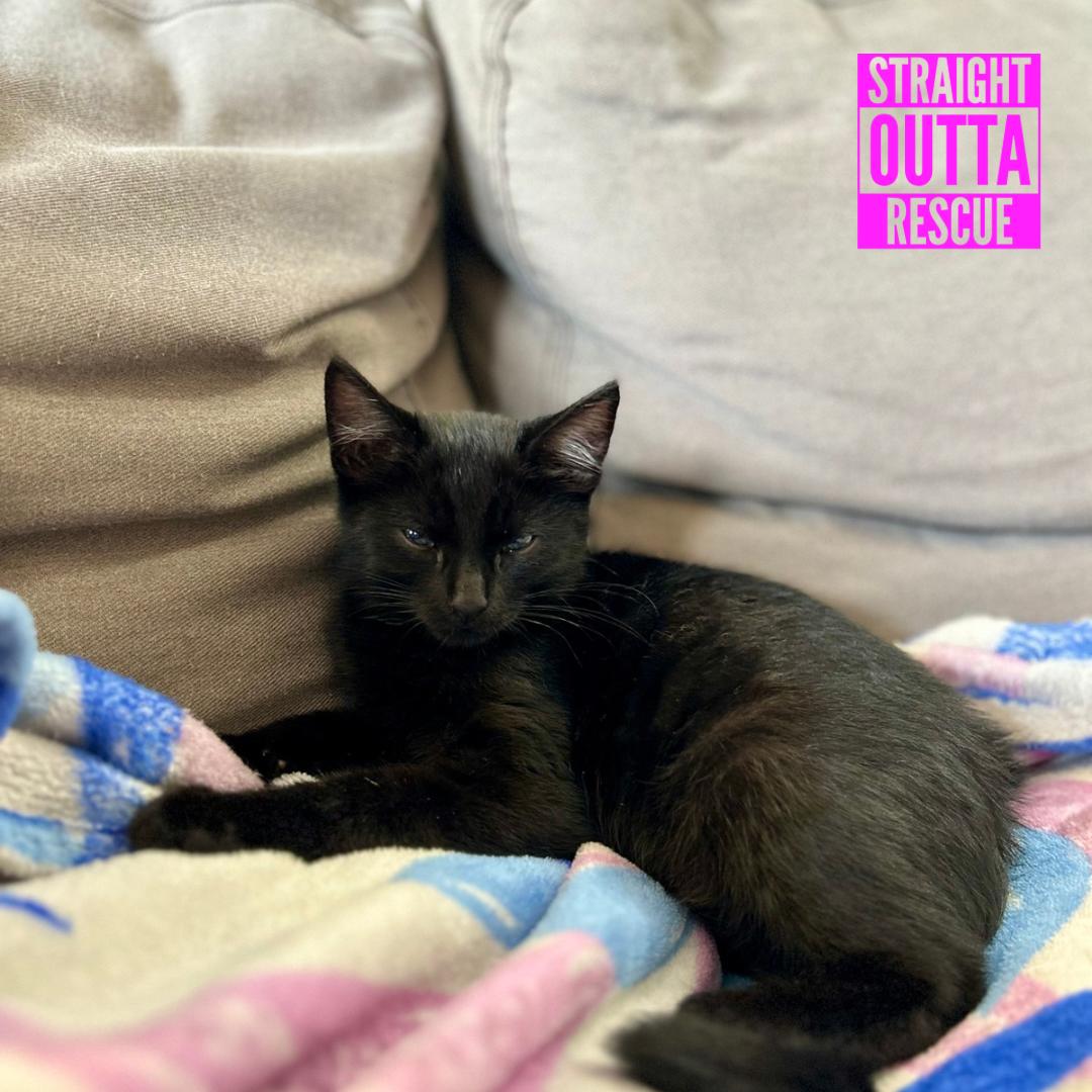 Claudio, Adopted, Kitten Male Domestic Short Hair.