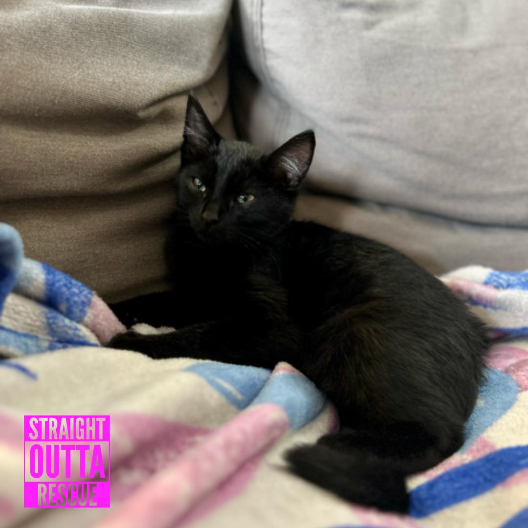 Enlarge Claudio, a Adopted Domestic Short Hair in Vancouver, BC image 5/6