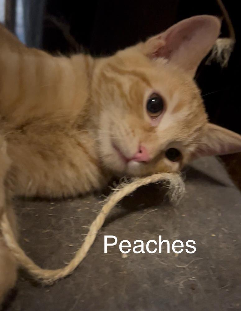 Peaches, Adoptable, Kitten Female Domestic Short Hair.