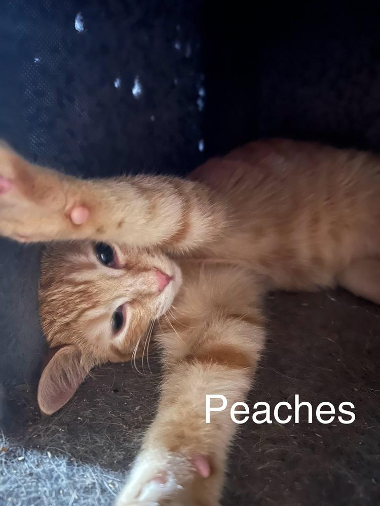 Enlarge Peaches, a Adoptable mixed breed in Plumerville, AR image 2/2