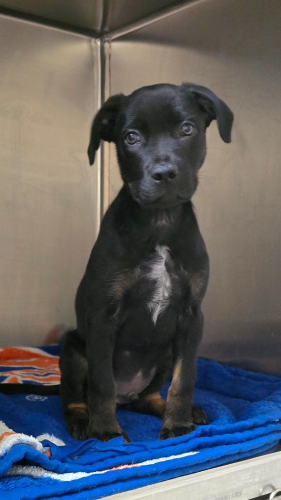 Buck, Adoptable, Young Male Rottweiler & Pit Bull Terrier.