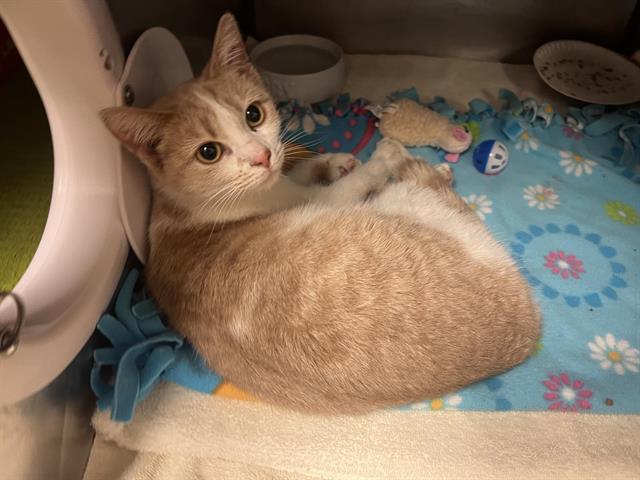 Enlarge CLARA, a Adoptable Domestic Short Hair in Fort Wayne, IN image 1/1