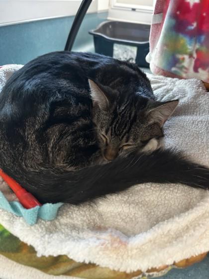Enlarge Azul, a Adoptable mixed breed in Roseville, CA image 1/1