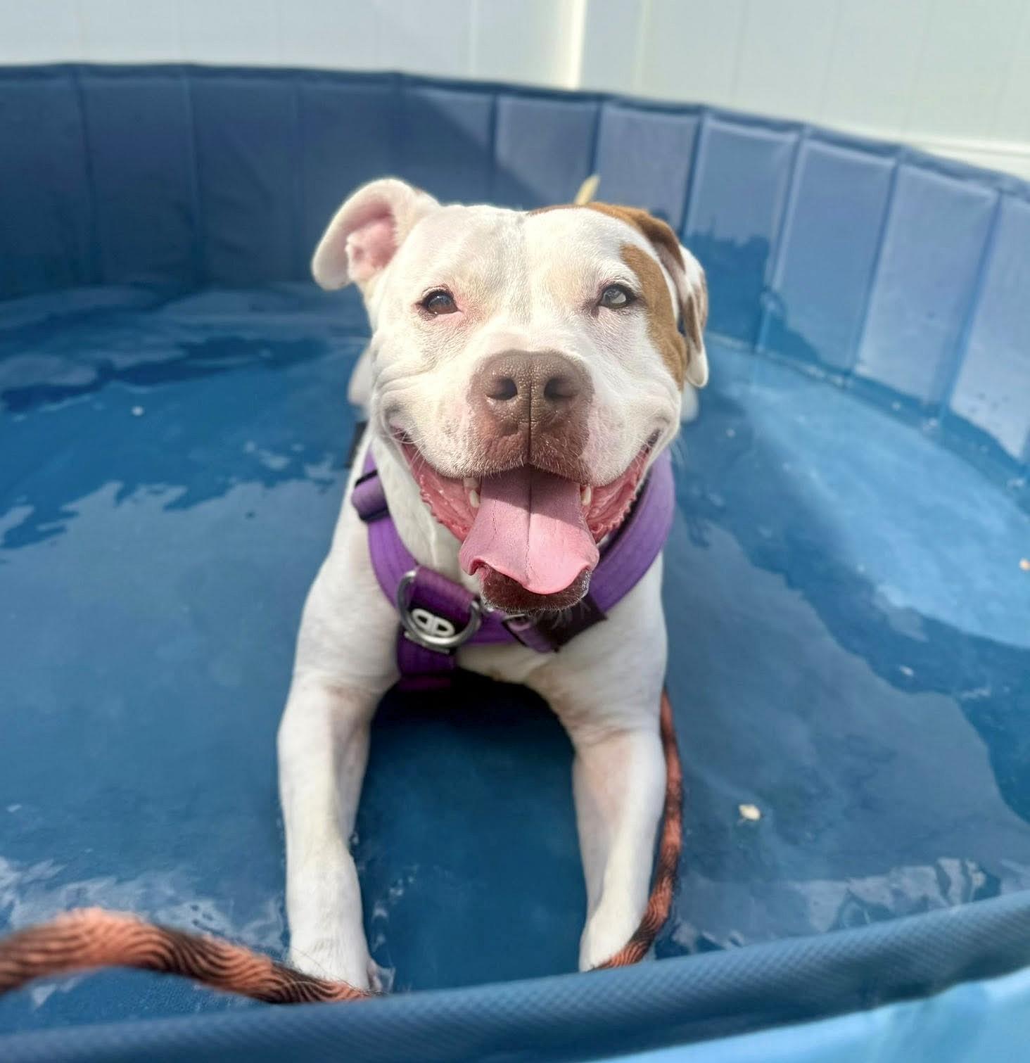 Maple, an adoptable Pit Bull Terrier in Downers Grove, IL, 60515 | Photo Image 2
