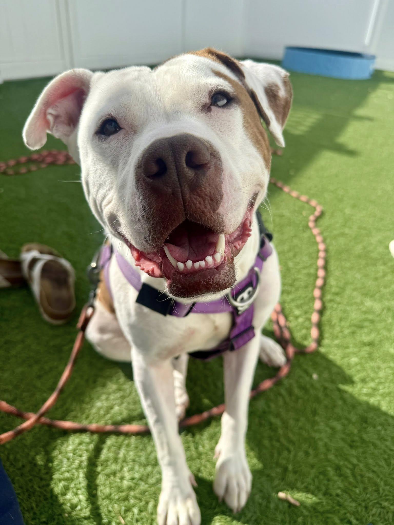 Maple, an adoptable Pit Bull Terrier in Downers Grove, IL, 60515 | Photo Image 3