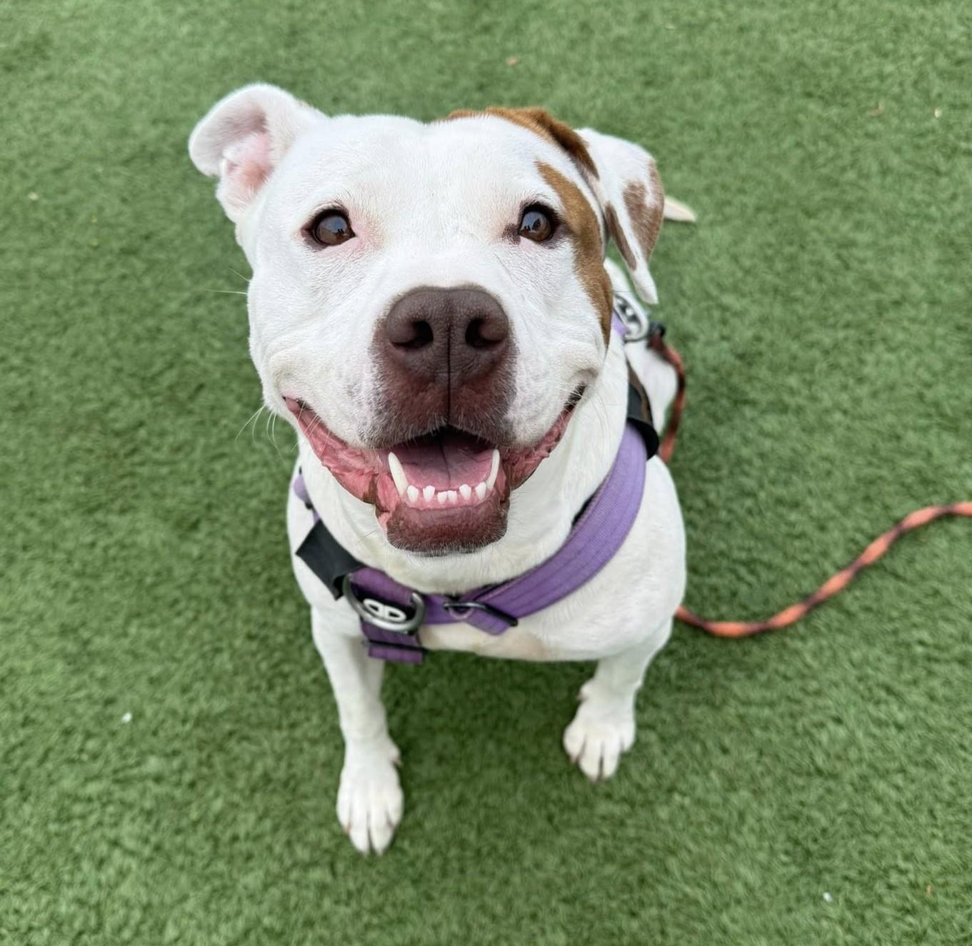 Maple, an adoptable Pit Bull Terrier in Downers Grove, IL, 60515 | Photo Image 1