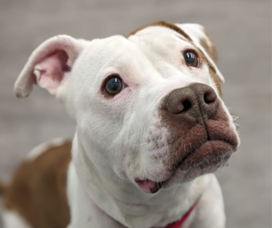 Maple, an adoptable Pit Bull Terrier in Downers Grove, IL, 60515 | Photo Image 5