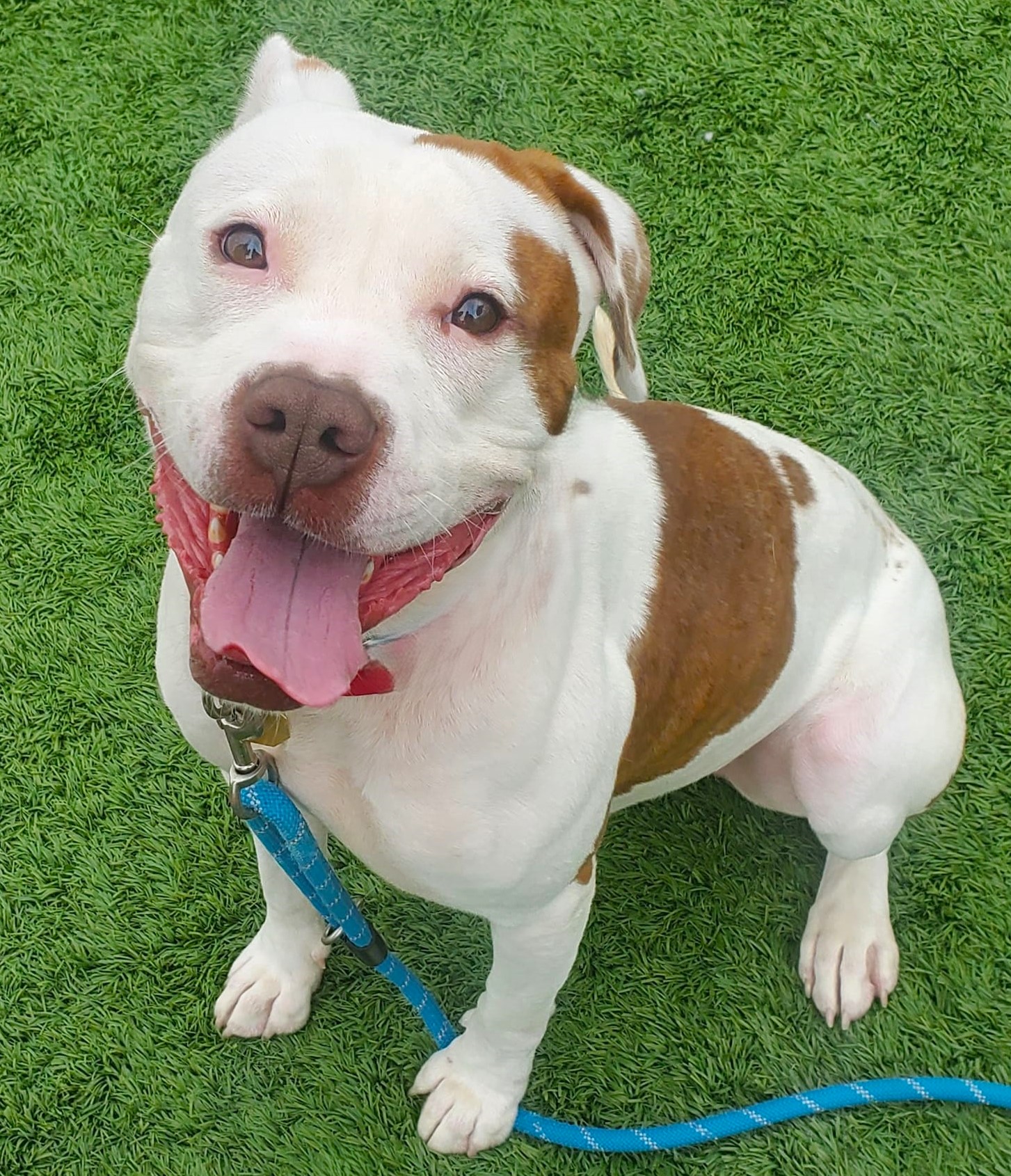 Maple, an adoptable Pit Bull Terrier in Downers Grove, IL, 60515 | Photo Image 4