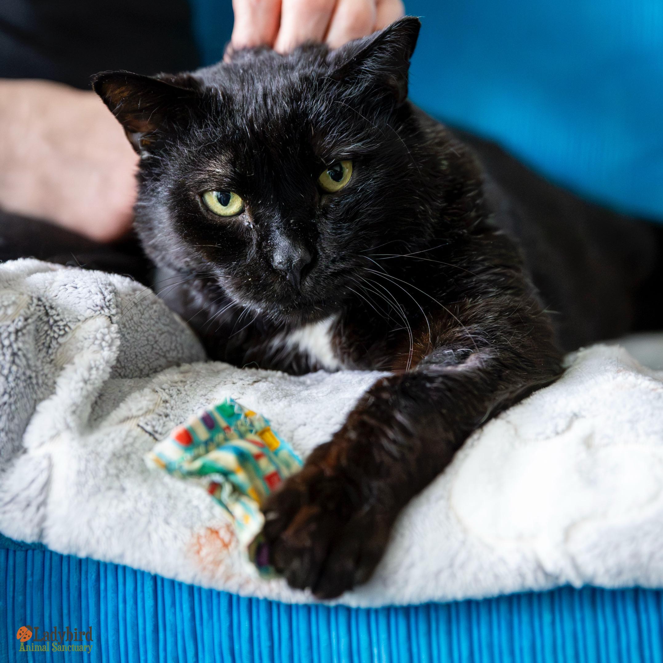 Enlarge Felix, a Adoptable mixed breed in Hamilton, ON image 1/4