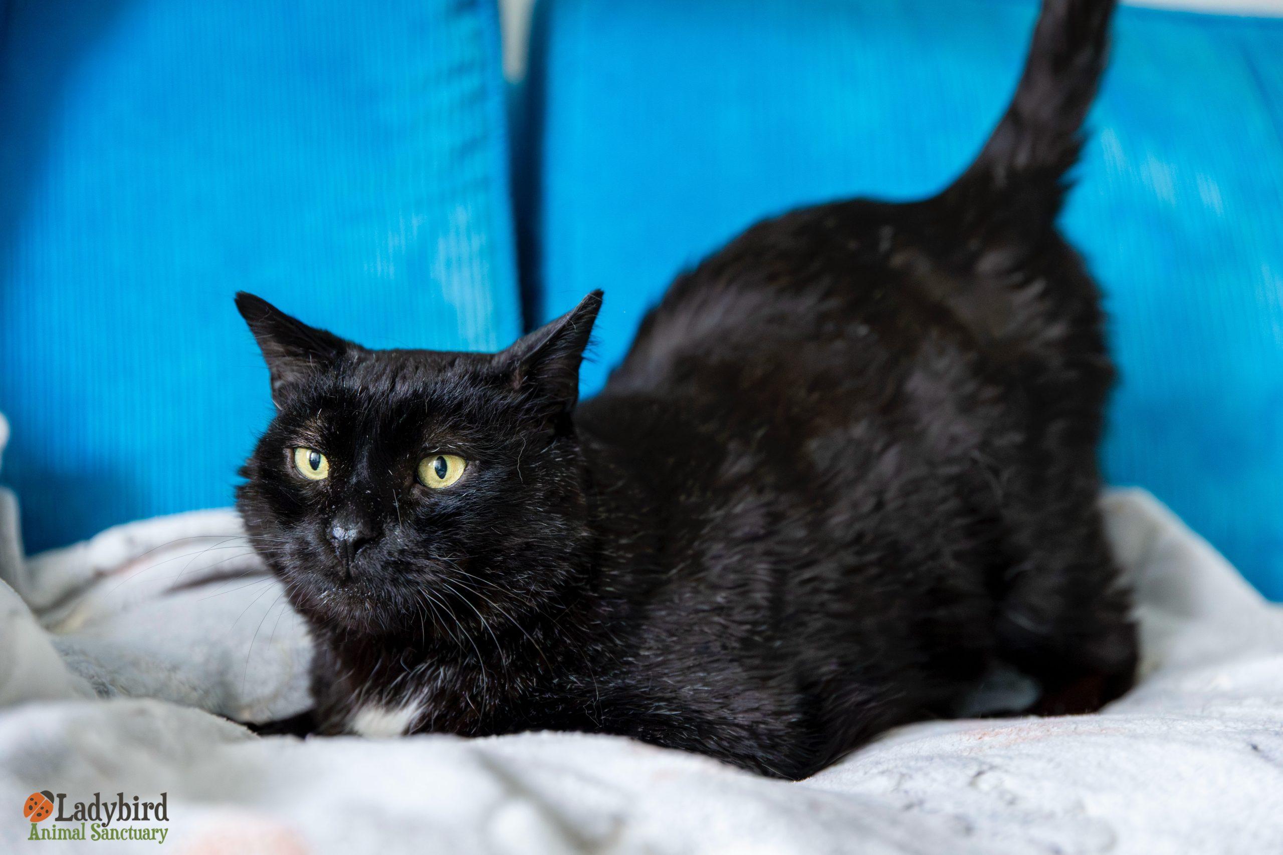 Enlarge Felix, a Adoptable mixed breed in Hamilton, ON image 2/4