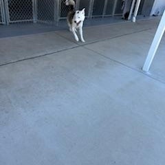 Enlarge Rocky, a ADOPTABLE mixed breed in Columbus, MS image 1/2