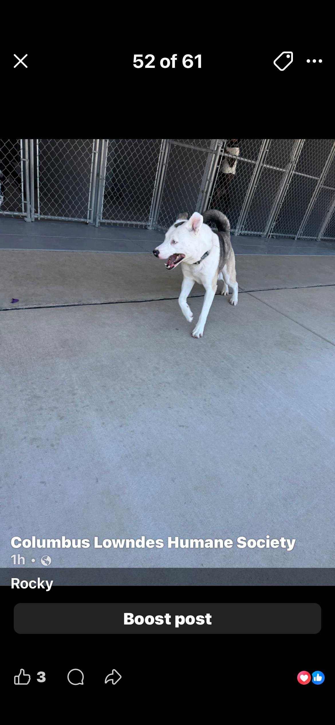 Enlarge Rocky, a ADOPTABLE mixed breed in Columbus, MS image 1/1