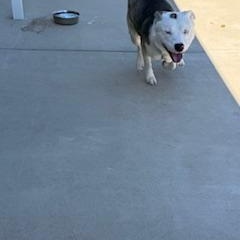 Enlarge Rocky, a ADOPTABLE mixed breed in Columbus, MS image 2/2