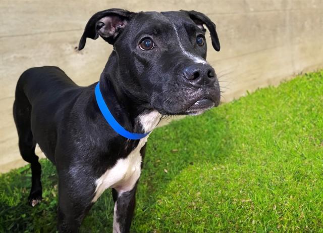 CHARLIE, Adoptable, Young Male Pit Bull Terrier.