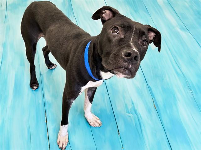 CHARLIE, Adoptable, Young Male Pit Bull Terrier.