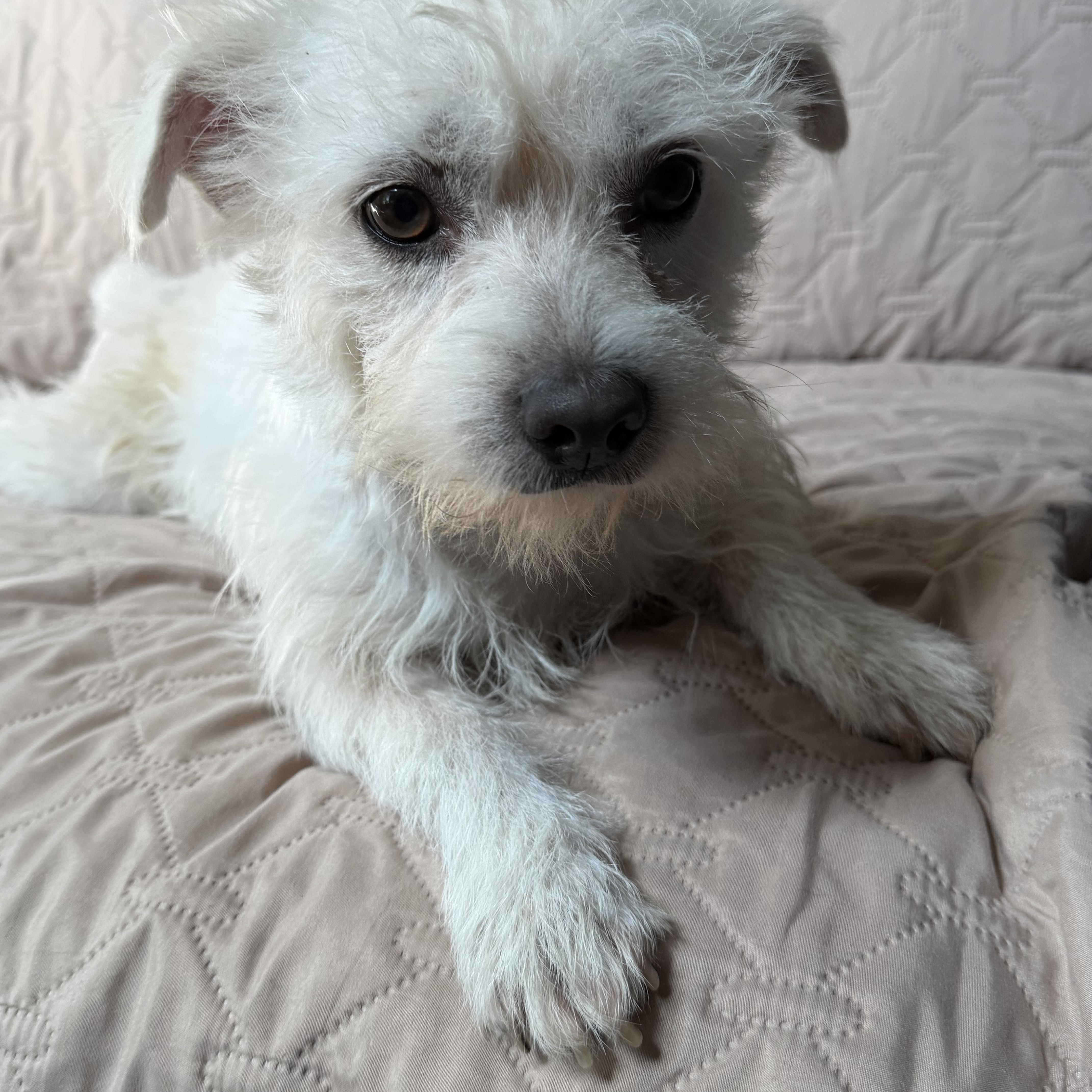 Enlarge Joey aka Jo Jo, a Adoptable mixed breed in Troy, IL image 2/6