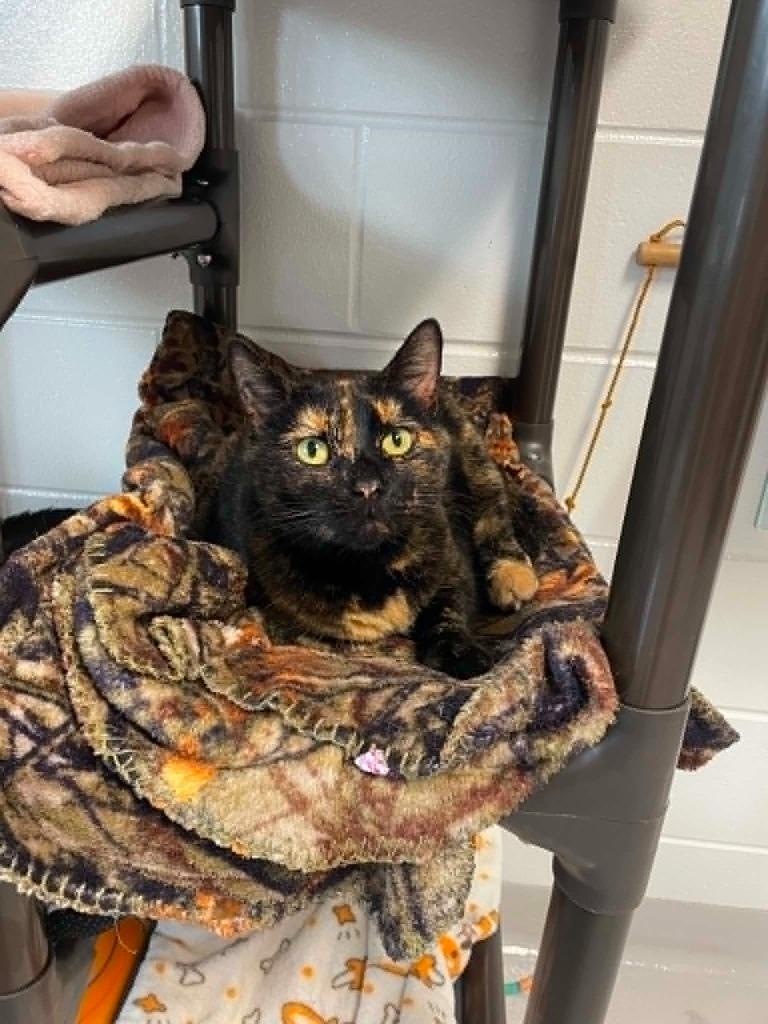 Freya, Adoptable, Young Female Domestic Short Hair.