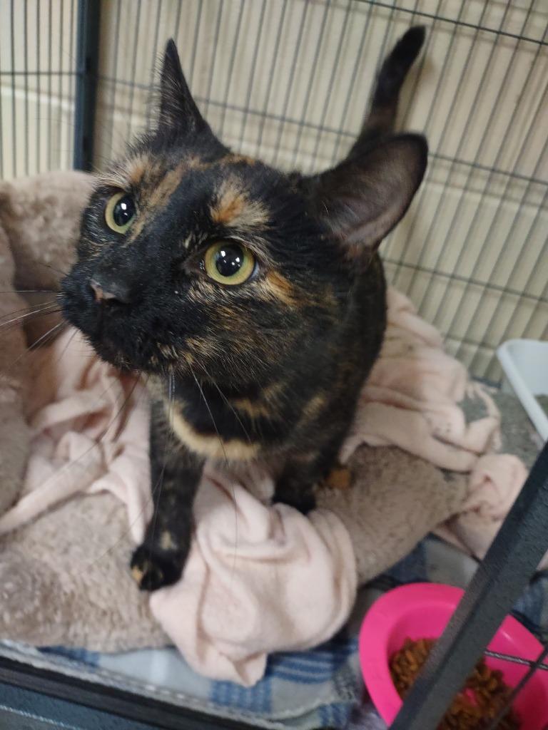 Enlarge Freya, a Adoptable mixed breed in Hamilton, OH image 1/1