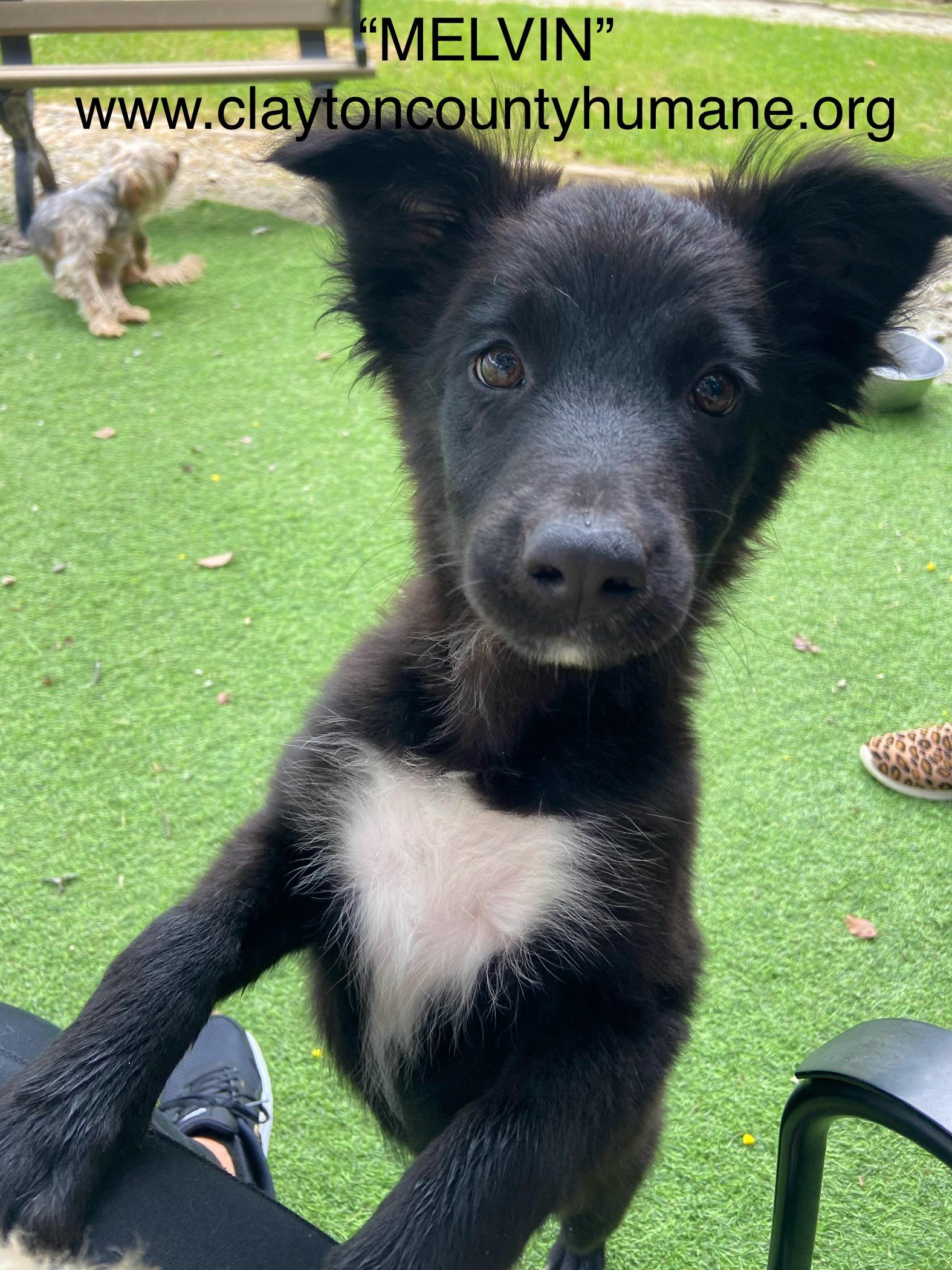 Melvin, Adopted, Young Male Border Collie.