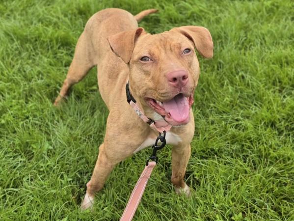 Fireworks, Adoptable, Adult Female Pit Bull Terrier.