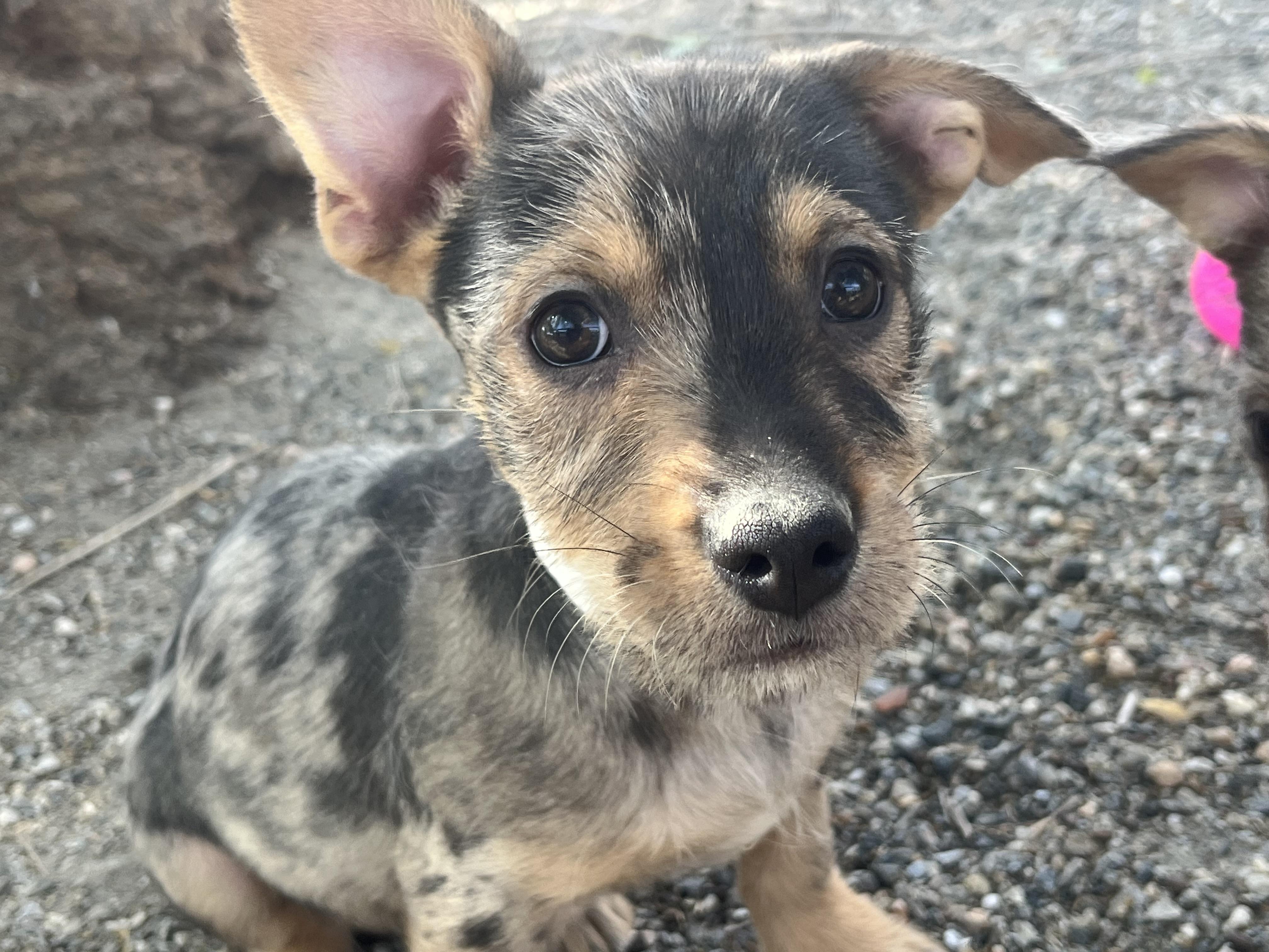 Enlarge Frederich, a Adoptable mixed breed in Longmont, CO image 1/1