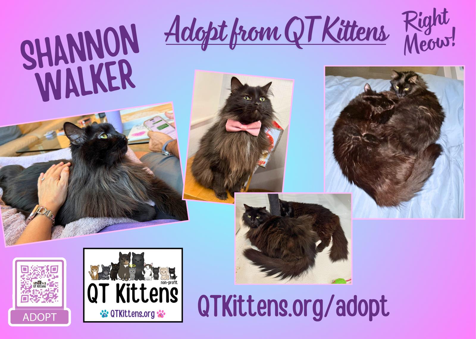 Shannon Walker (Bonded with Soichi Noguchi), Adoptable, Young Female Domestic Medium Hair.