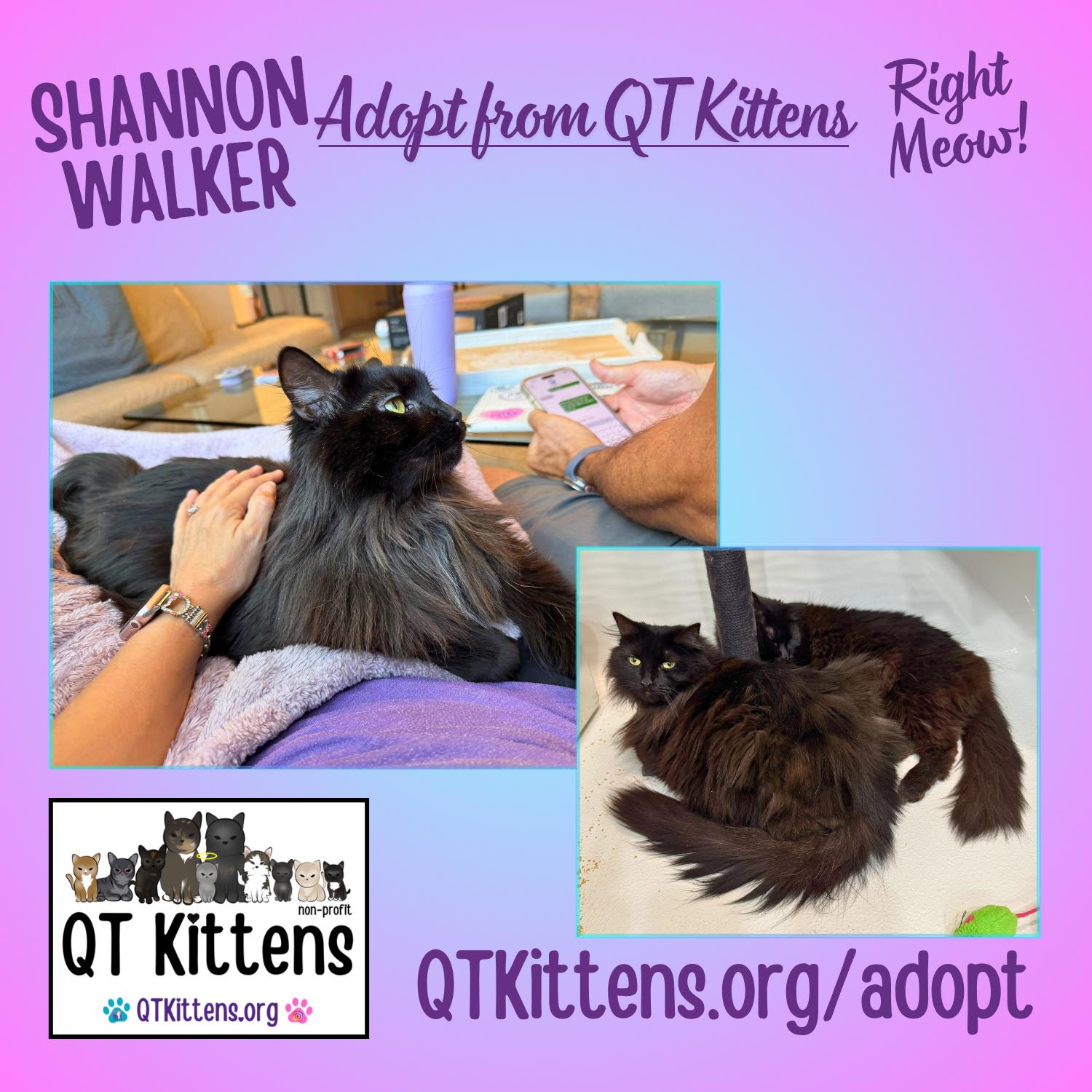 Shannon Walker (Bonded with Soichi Noguchi), Adoptable, Young Female Domestic Medium Hair.