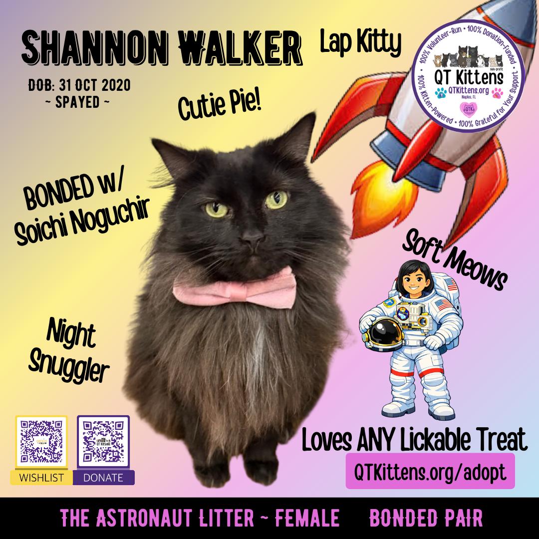 Enlarge Shannon Walker (Bonded with Soichi Noguchi), a Adoptable Domestic Medium Hair in Naples, FL image 1/3