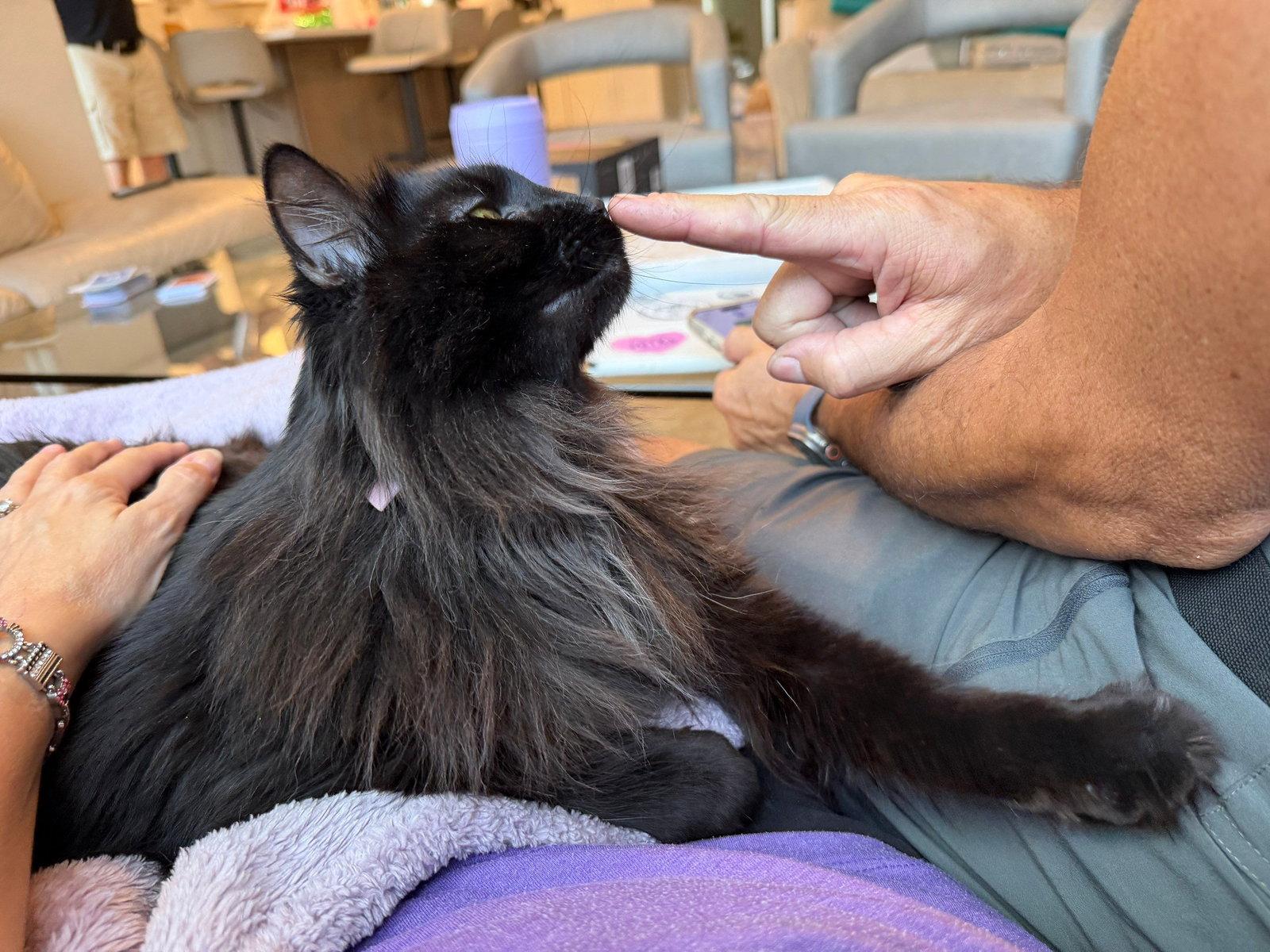 Enlarge Shannon Walker (Bonded with Soichi Noguchi), a Adoptable Domestic Medium Hair in Naples, FL image 3/3