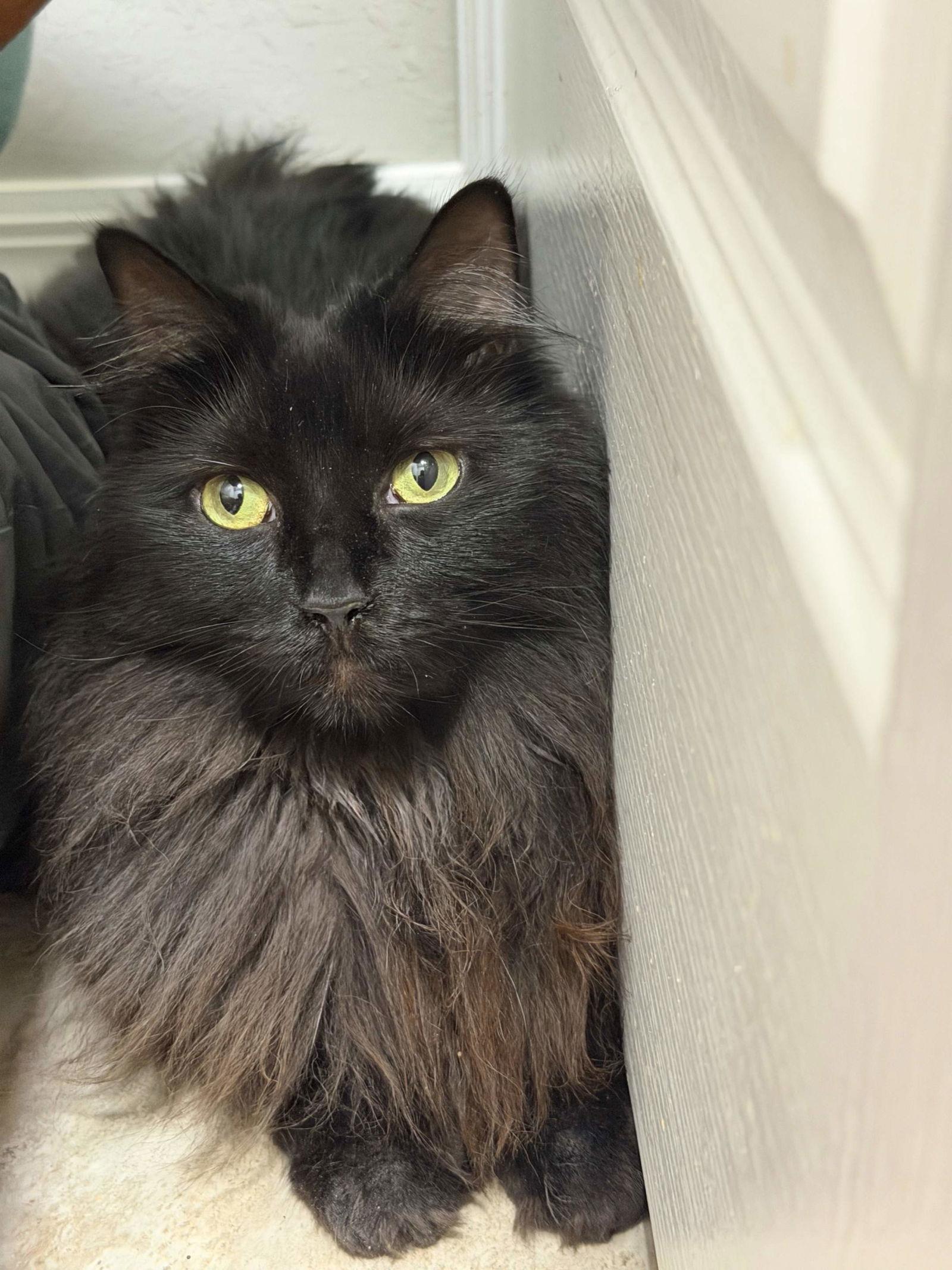 Enlarge Shannon Walker (Bonded with Soichi Noguchi), a Adoptable Domestic Medium Hair in Naples, FL image 2/3