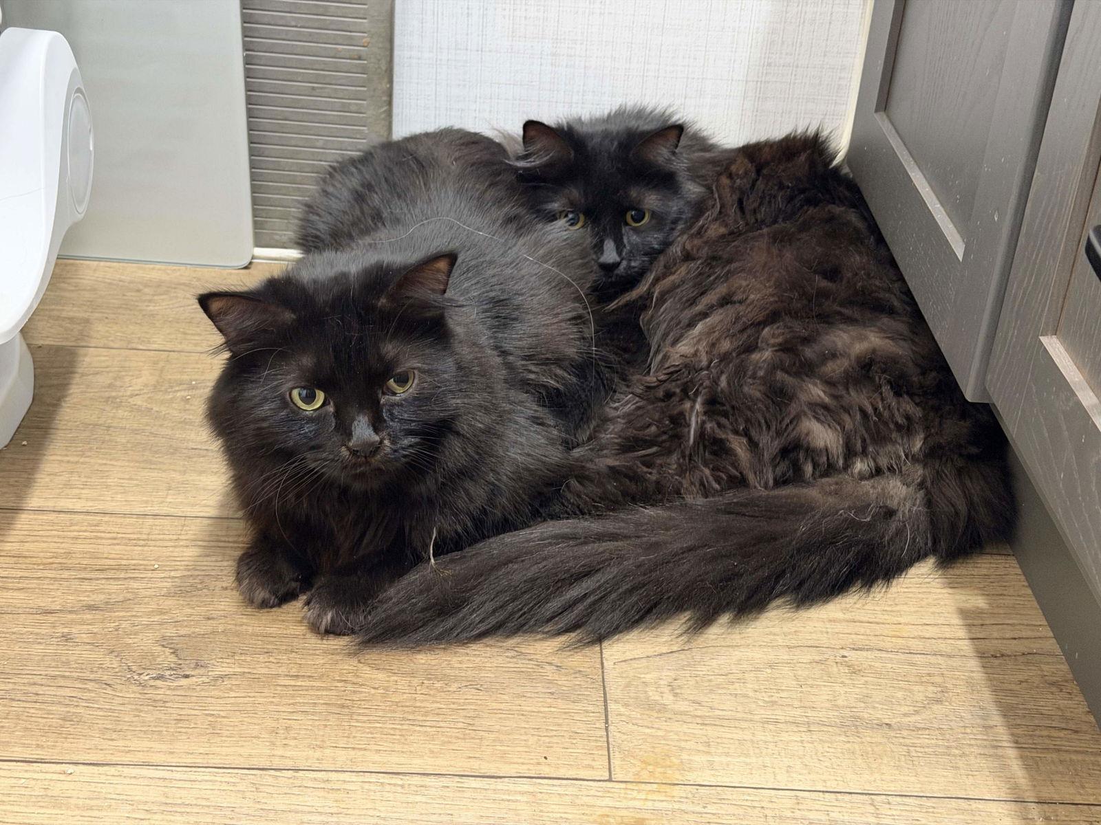 Enlarge Shannon Walker (Bonded with Soichi Noguchi), a Adoptable Domestic Medium Hair in Naples, FL image 3/3