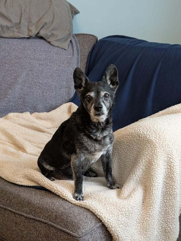 Enlarge Paco, a Adoptable Mixed Breed in Athens, ON image 1/6