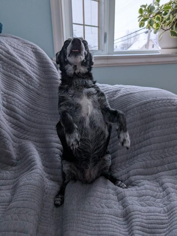 Enlarge Paco, a Adoptable Mixed Breed in Athens, ON image 2/6