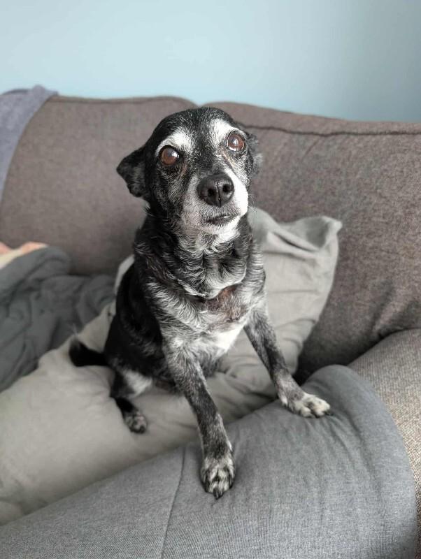 Enlarge Paco, a Adoptable Mixed Breed in Athens, ON image 1/3