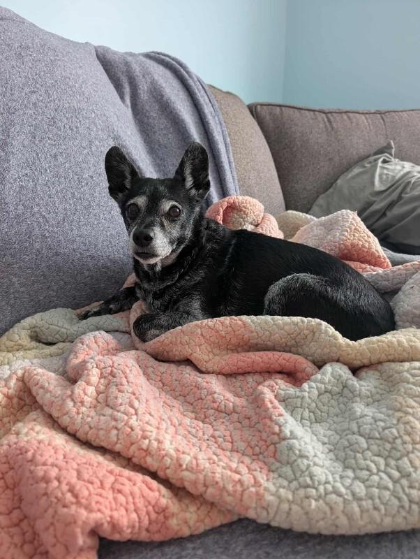 Enlarge Paco, a Adoptable Mixed Breed in Athens, ON image 2/3