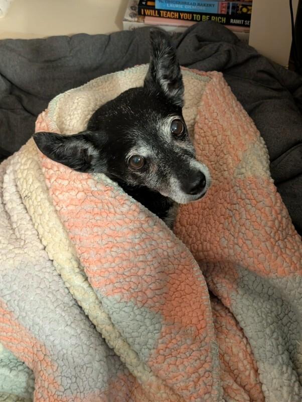 Enlarge Paco, a Adoptable Mixed Breed in Athens, ON image 3/6